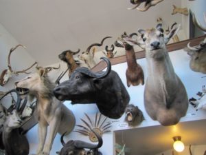 The Alaska Fur Exchange displays game trophies collected by native hunters