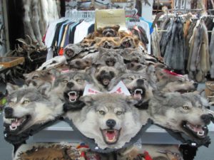 Fearsome on display for sale inside Target 445, the Alaskan Fur Exchange