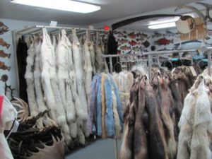 Pelts and animal skins on racks inside the Alaska Fur Exchange