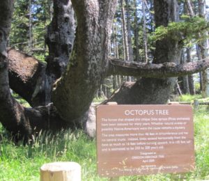 Remote viewing target 200512741 is The Octopus Tree, Cape Meares State Park, Oregon