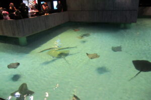 Stingray Tank, the National Aquarium in Baltimore, MD