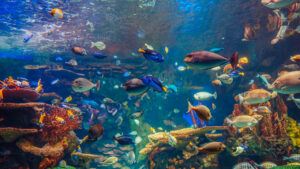 Fish display, National Aquarium