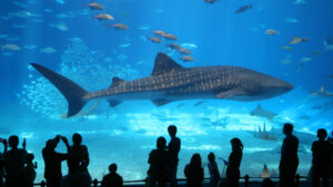 Shark tank, National Aquarium
